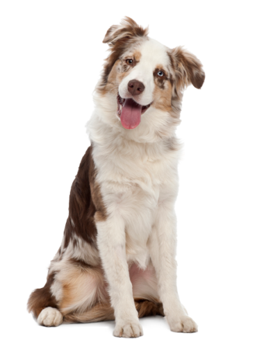 nuestros-productos-1